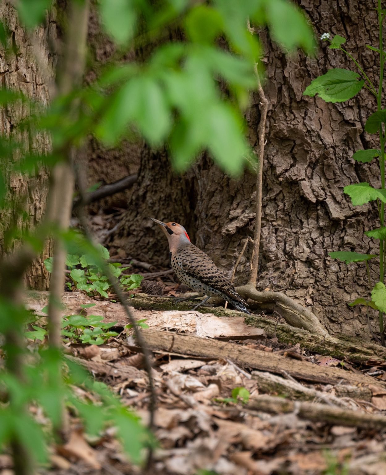 “Violet’s Wildlife Diary: A Fascinating Journey Through Nature’s 